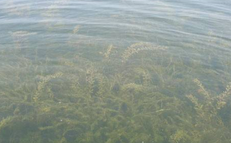 水質(zhì)生物監(jiān)測(cè) 水質(zhì)生物監(jiān)測(cè)